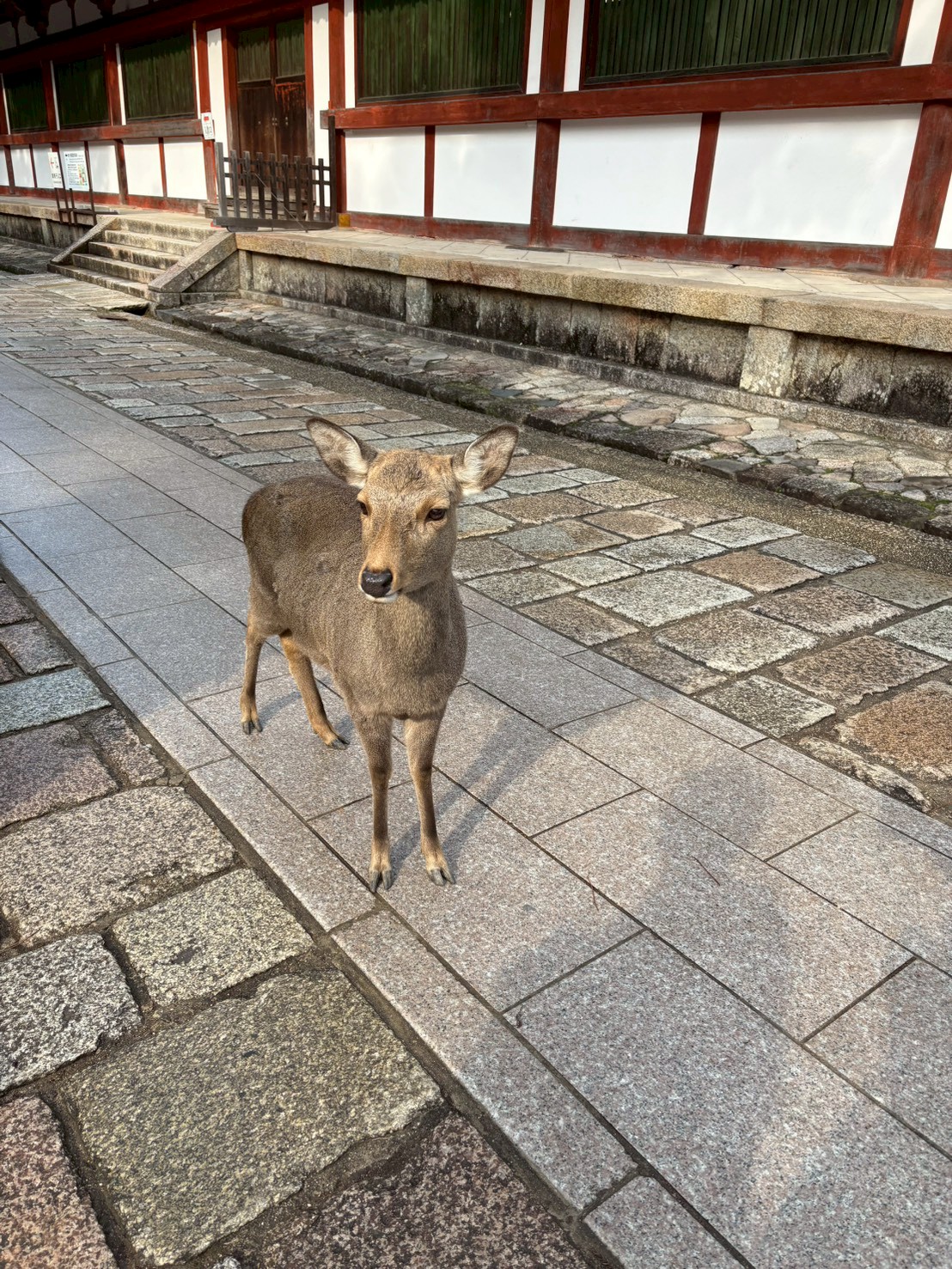 東大寺周辺で出会った鹿