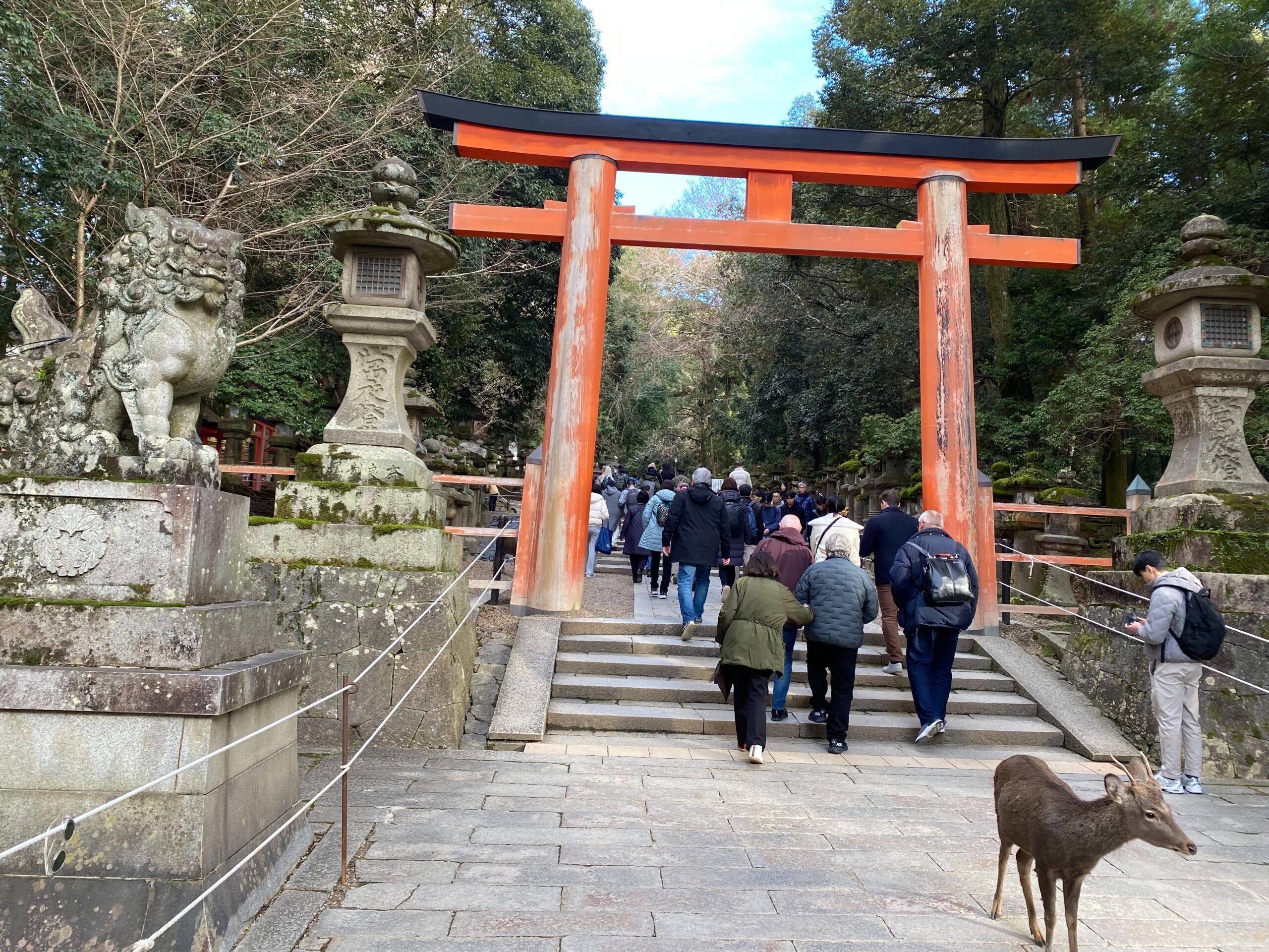 朱塗りの大鳥居。狛犬と石灯籠、そして鹿の組み合わせがいかにも奈良