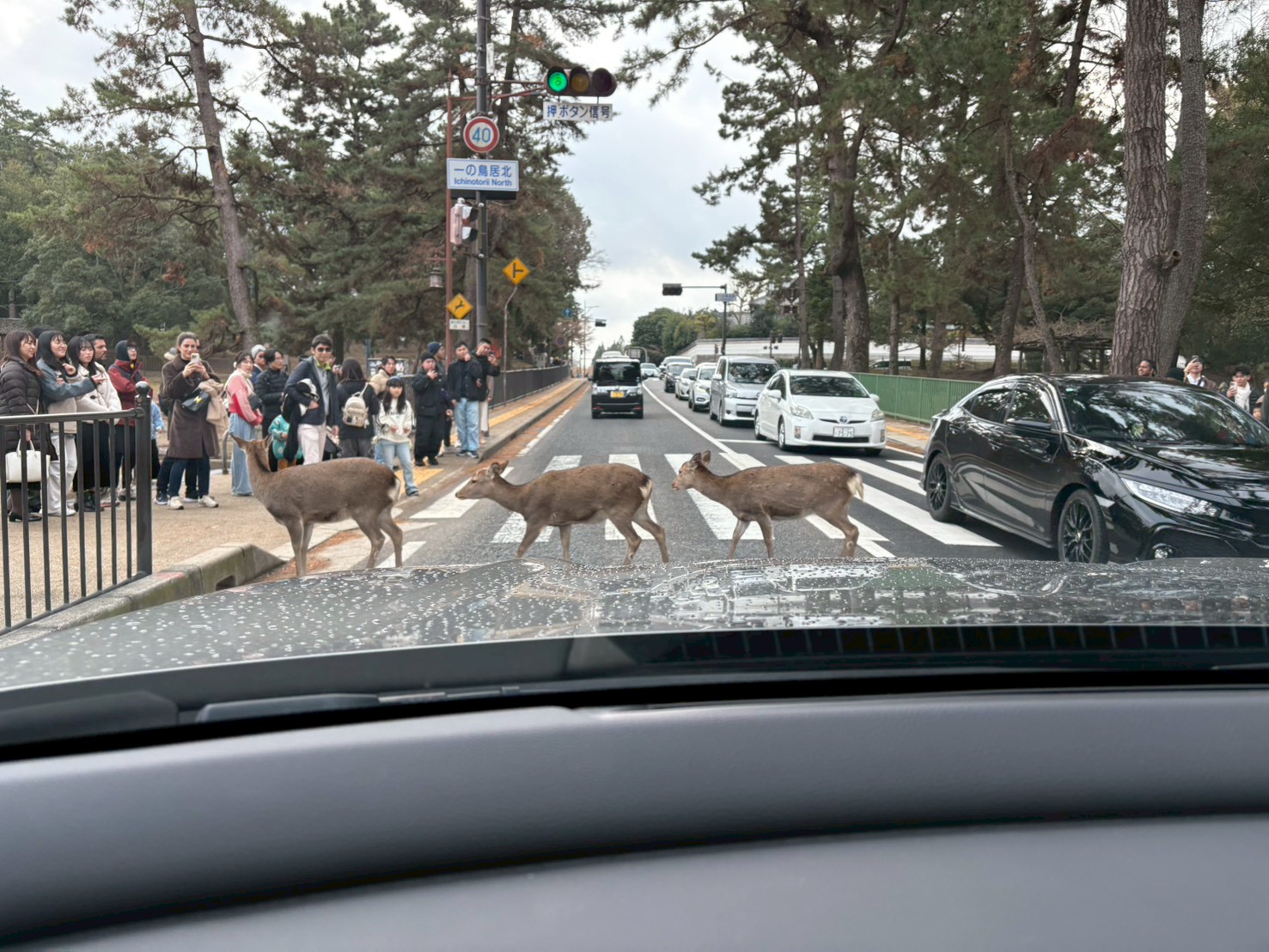 信号は青なのに、鹿の横断で全く進まない奈良公園周辺の道路